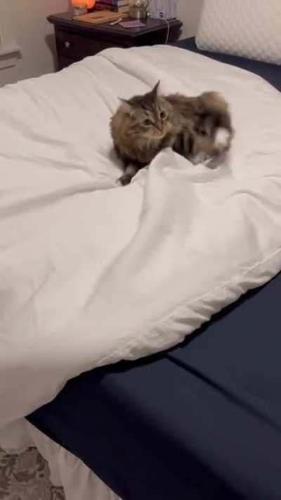 Cats, they live in their own little world.