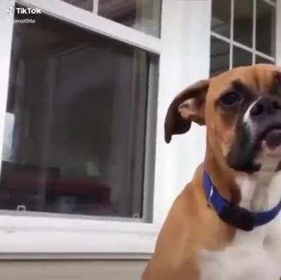 Cute dog....Oh god!