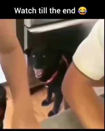 The look the dog gave 😂