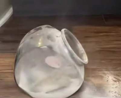 haMPsteR GEtS DusTEd