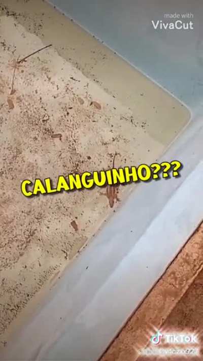 F calanguinhi