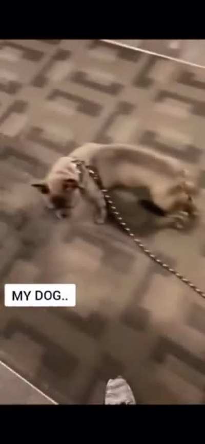 Good boi