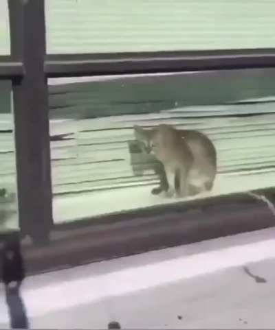 A a