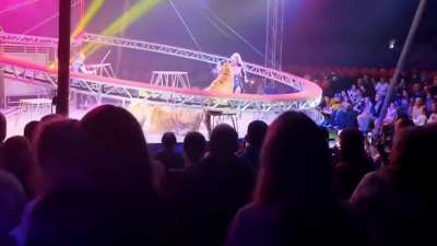 Rostov,Russia. Tiger out of the cage! Tiger out of the cage!