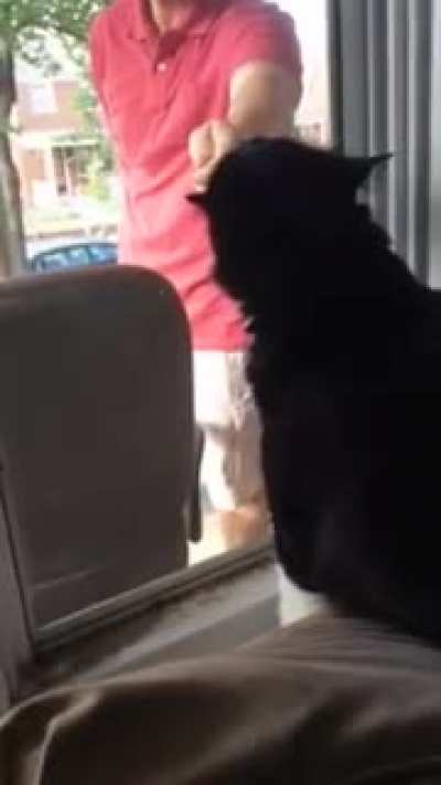 Cat sees his owner with a new dog