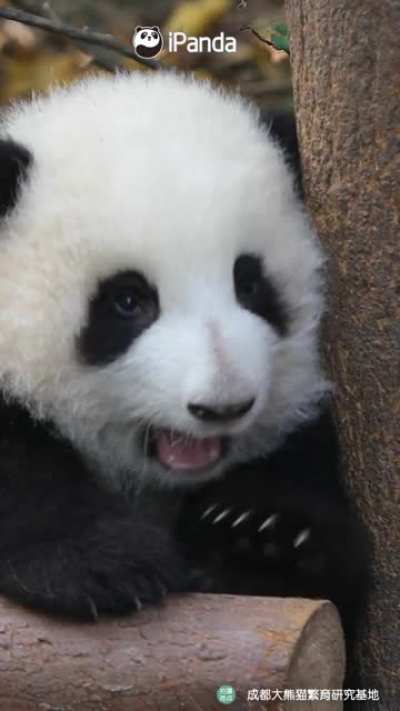 A panda a day keeps the sorrow away