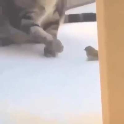 WWE Kitty