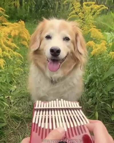 Here comes the good boi