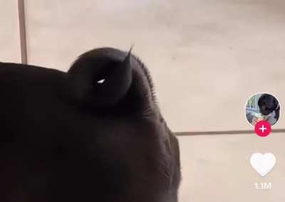 Blursed_Barking