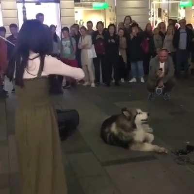 That dog is freaking the fuck out!