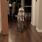Watch and learn kiddo