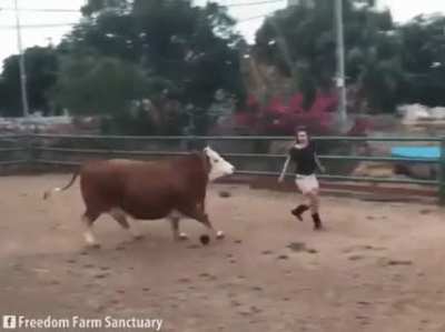 Happy cow at Freedom Farms