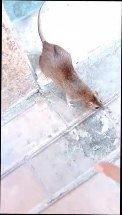 Grand theft rat