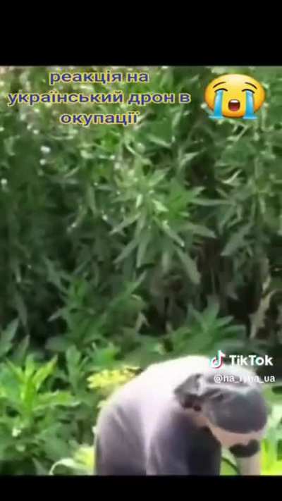 Reaction to Ukrainian drone in Ruzzian occupied landð¥º We must help Ukraine liberate their land and people ASAP