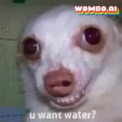 Perro