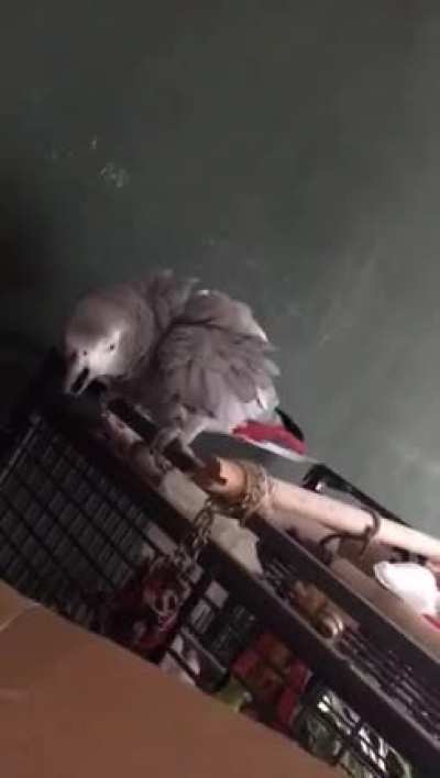 The topic of African Greys growls came up. I remembered I have this drama queen captured on video.