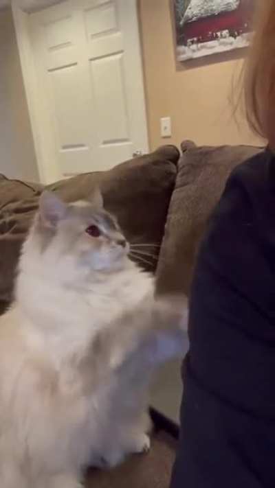 PET HIM!!! YOU FOOL!! YOU BUFFOON!! PET HIM!!!!!!!