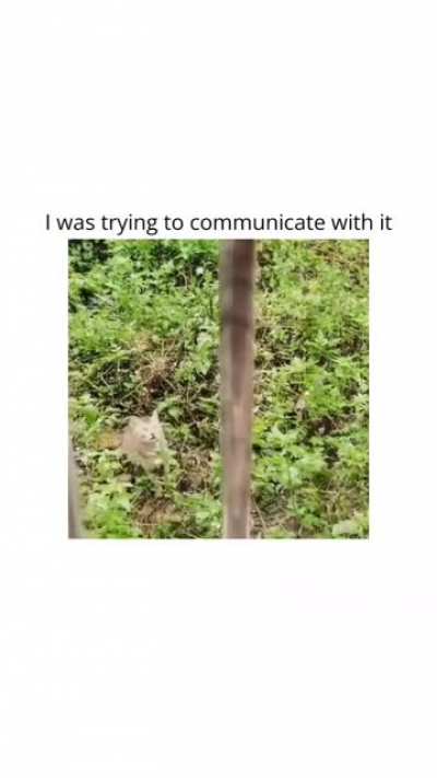 To say meow