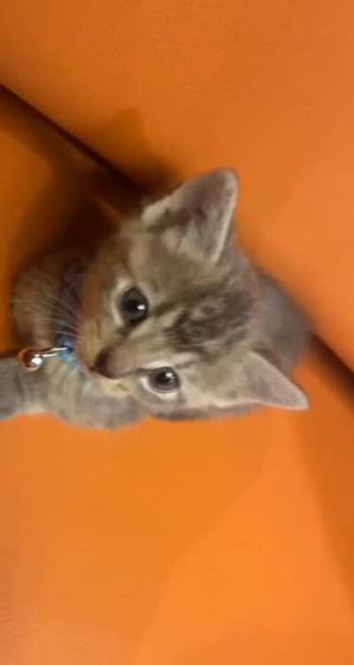 My sister’s new outrageously Smol Kitty Child