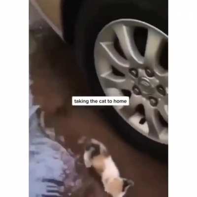Pup finds a stray kitten, adopts it, and gently leads it home.