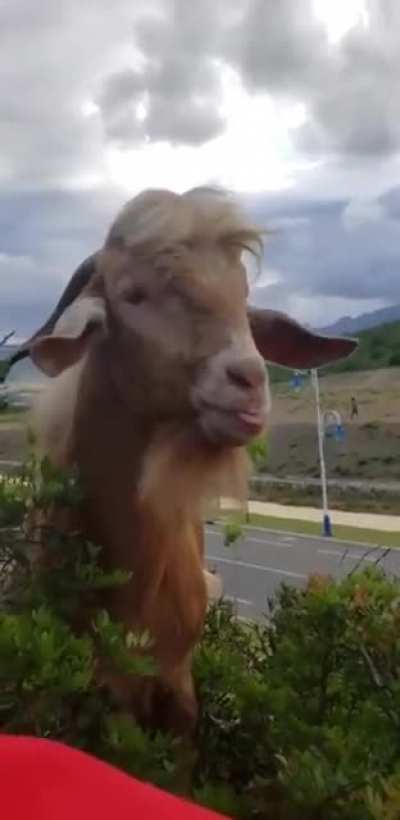 man talking to a goat