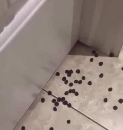 Not even a door will keep me from treats.