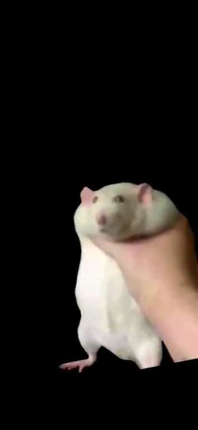 Someone asked for an even faster rat. This feels like I'm selling out now. One more rat, and that's it.