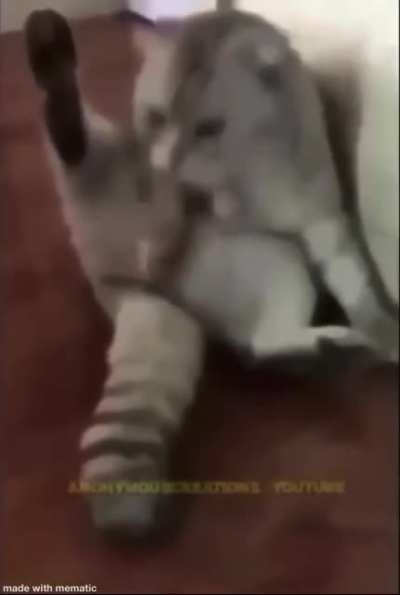 Poor kitty