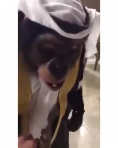Macaco