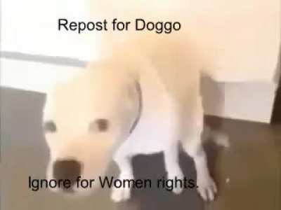 Do it for doggo