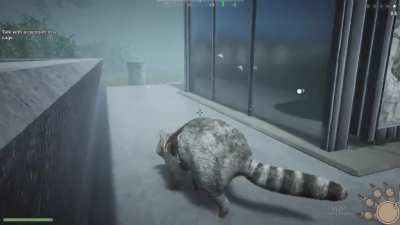 #wantedraccoon