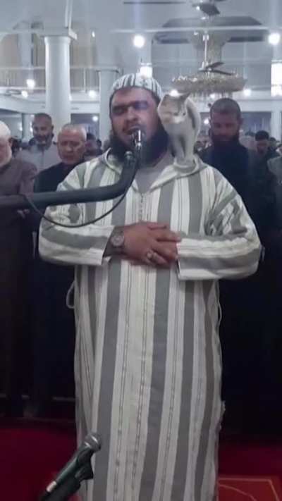 I think this cat could be a reason for a lot of people to know about islam and maybe convert 