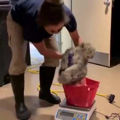 Weighing the baby