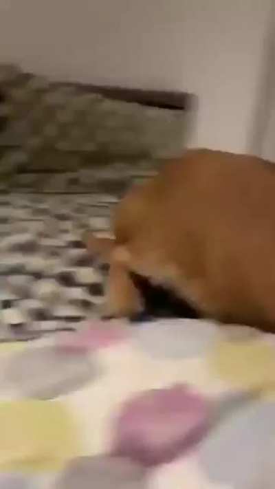 he flops