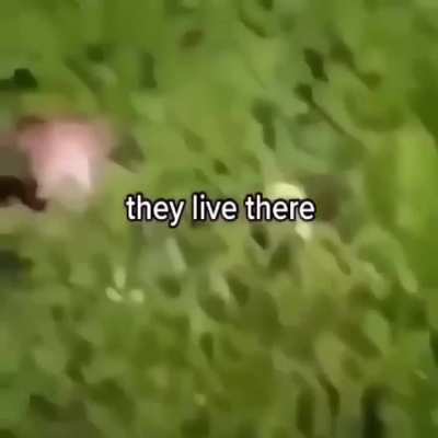 bush-dwelling wunks
