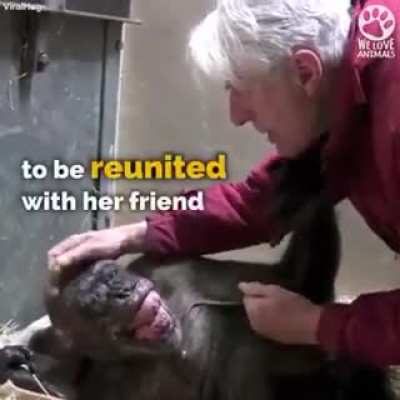 Dying chimp recognizes old friend