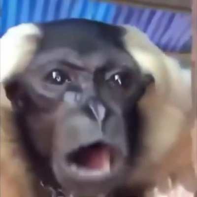 MONKEY BRUH
