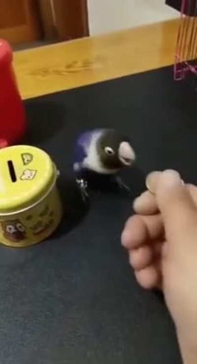 The Bird knows what to do
