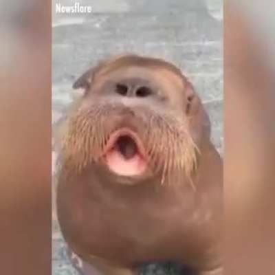 5 y/o me trying to whistle