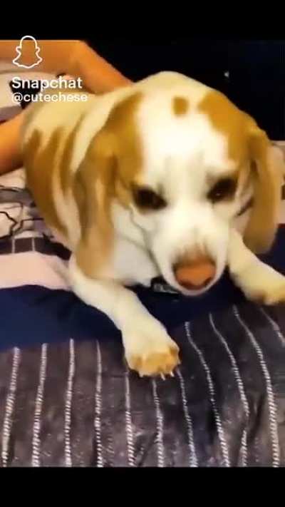 Don’t piss off the doggo