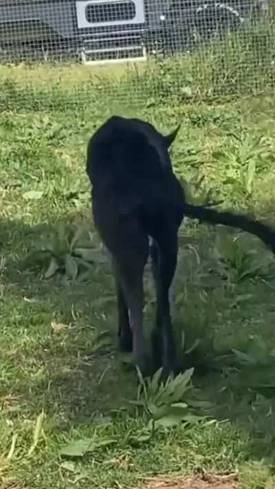 I think my dog is broken