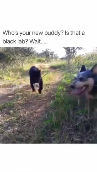 Who did you bring home again doggo?