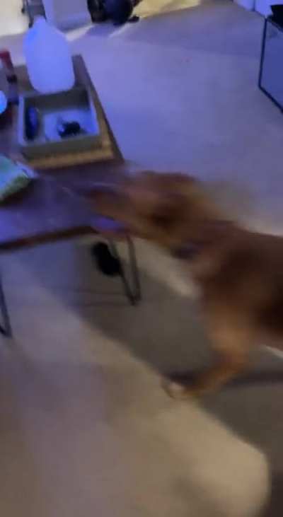 Zoomies gone wrong