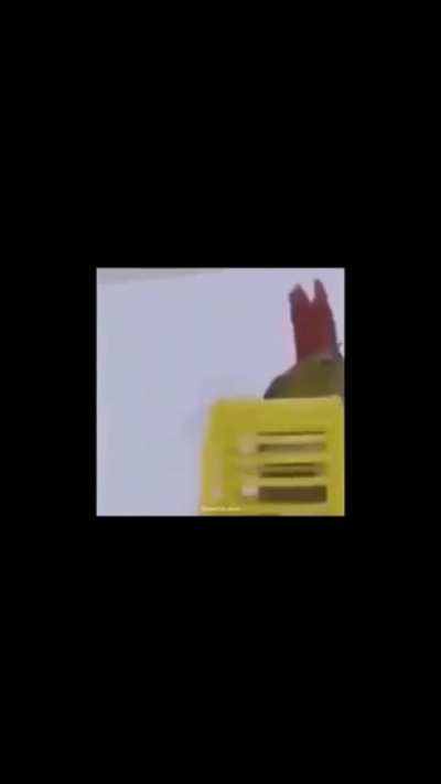 Hamster go brrrrr