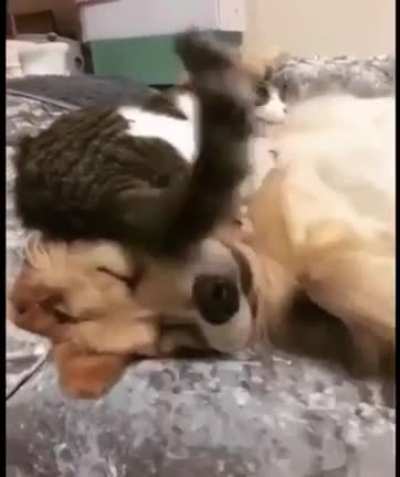 Лучшие друзья