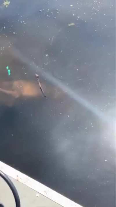 Alligator swims by tourists with a coyote in his mouth.