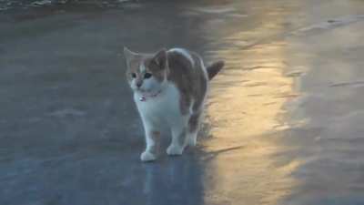 Cat on ice.