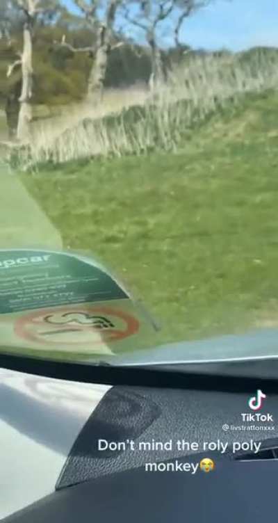 Just your average monkey at the safari park..