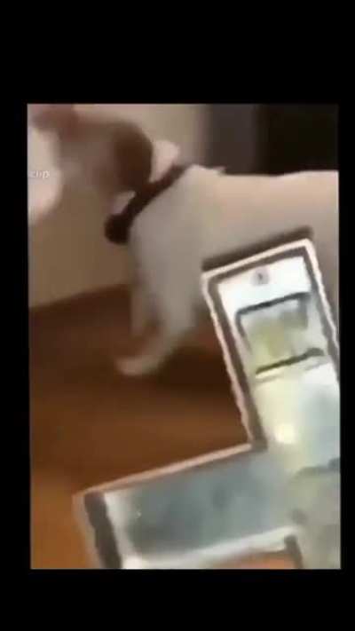 Evil dog