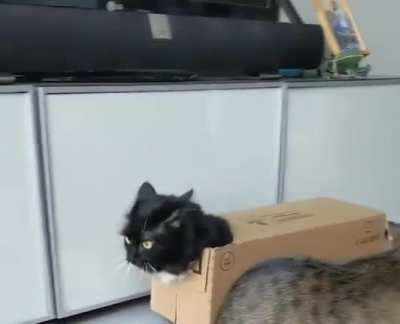Theory of cat with cardboard armor